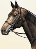 Dressage, Equine Art - Dressage Horse